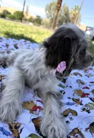 Abby, a female Cocker Spaniel for sale in Bakersfield, CA – 5 of 5