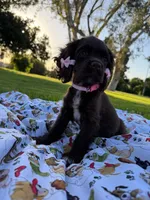 Lady, a female Cocker Spaniel for sale in Bakersfield, CA – 7 of 8