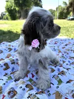 Abby, a female Cocker Spaniel for sale in Bakersfield, CA – 4 of 5
