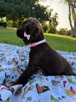 Lady, a female Cocker Spaniel for sale in Bakersfield, CA – 3 of 8