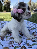 Skye, a female Cocker Spaniel for sale in Bakersfield, CA – 2 of 6