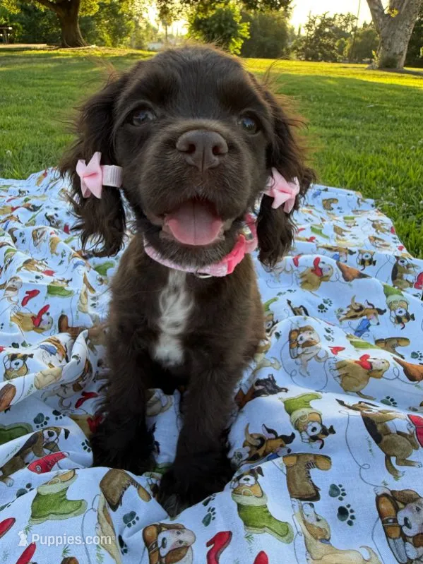 Lady – Cocker Spaniel puppy for sale in Bakersfield, CA