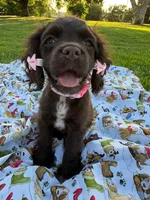 Lady, a female Cocker Spaniel for sale in Bakersfield, CA – 1 of 8