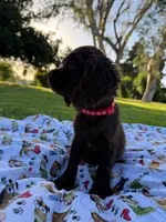 Charlie , a male Cocker Spaniel for sale in Bakersfield, CA – 5 of 6