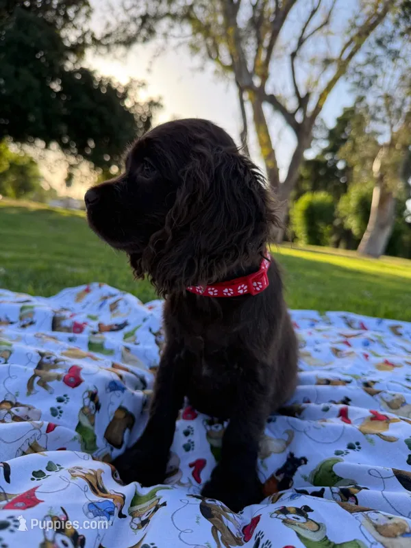 Charlie  – Cocker Spaniel puppy for sale in Bakersfield, CA