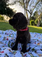 Charlie , a male Cocker Spaniel for sale in Bakersfield, CA – 1 of 6