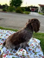 Bear, a male Cocker Spaniel for sale in Bakersfield, CA – 6 of 6