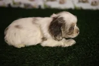 Abby, a female Cocker Spaniel for sale in Bakersfield, CA – 5 of 5