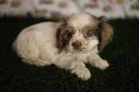 Abby, a female Cocker Spaniel for sale in Bakersfield, CA – 4 of 5