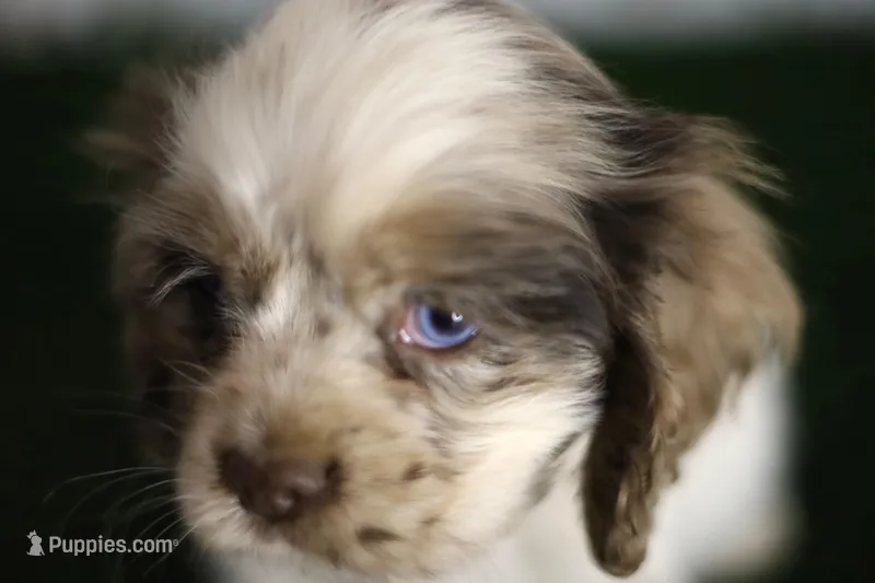 Abby – Cocker Spaniel puppy for sale in Bakersfield, CA