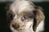 Abby, a female Cocker Spaniel for sale in Bakersfield, CA – 1 of 5