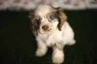 Abby, a female Cocker Spaniel for sale in Bakersfield, CA – 2 of 5