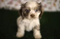 Abby, a female Cocker Spaniel for sale in Bakersfield, CA – 3 of 5