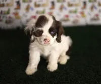 Skye, a female Cocker Spaniel for sale in Bakersfield, CA – 4 of 8