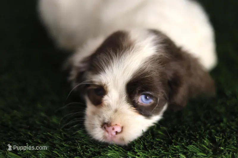 Skye – Cocker Spaniel puppy for sale in Bakersfield, CA
