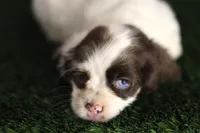 Skye, a female Cocker Spaniel for sale in Bakersfield, CA – 1 of 8