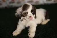 Skye, a female Cocker Spaniel for sale in Bakersfield, CA – 6 of 8