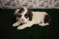 Skye, a female Cocker Spaniel for sale in Bakersfield, CA – 7 of 8