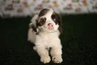 Skye, a female Cocker Spaniel for sale in Bakersfield, CA – 5 of 8