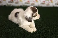 Skye, a female Cocker Spaniel for sale in Bakersfield, CA – 3 of 8