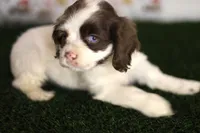 Skye, a female Cocker Spaniel for sale in Bakersfield, CA – 2 of 8