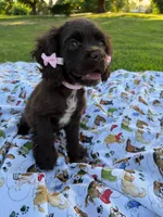Lady, a female Cocker Spaniel for sale in Bakersfield, CA – 5 of 8