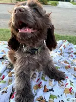 Bear, a male Cocker Spaniel for sale in Bakersfield, CA – 4 of 6
