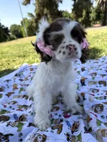 Skye, a female Cocker Spaniel for sale in Bakersfield, CA – 3 of 6