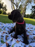 Charlie , a male Cocker Spaniel for sale in Bakersfield, CA – 6 of 6