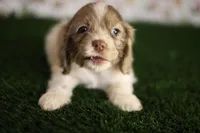 Lily , a female Cocker Spaniel for sale in Bakersfield, CA – 4 of 6