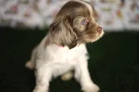 Lily , a female Cocker Spaniel for sale in Bakersfield, CA – 1 of 6