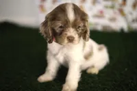 Lily , a female Cocker Spaniel for sale in Bakersfield, CA – 5 of 6