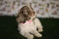 Lily , a female Cocker Spaniel for sale in Bakersfield, CA – 6 of 6