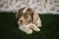 Lily , a female Cocker Spaniel for sale in Bakersfield, CA – 2 of 6
