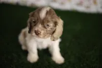 Lily , a female Cocker Spaniel for sale in Bakersfield, CA – 3 of 6