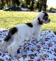Skye, a female Cocker Spaniel for sale in Bakersfield, CA – 6 of 6