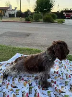 Bear, a male Cocker Spaniel for sale in Bakersfield, CA – 2 of 6
