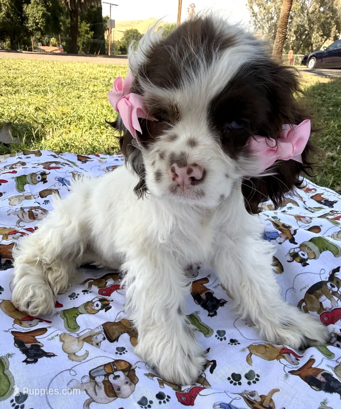 Skye – Cocker Spaniel puppy for sale in Bakersfield, CA