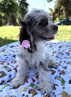 Abby, a female Cocker Spaniel for sale in Bakersfield, CA – 2 of 5