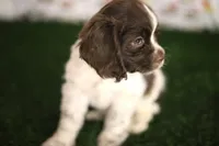 Lady, a female Cocker Spaniel for sale in Bakersfield, CA – 2 of 5
