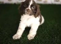 Lady, a female Cocker Spaniel for sale in Bakersfield, CA – 3 of 5