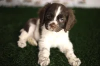 Lady, a female Cocker Spaniel for sale in Bakersfield, CA – 4 of 5