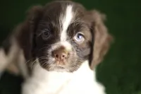 Lady, a female Cocker Spaniel for sale in Bakersfield, CA – 5 of 5
