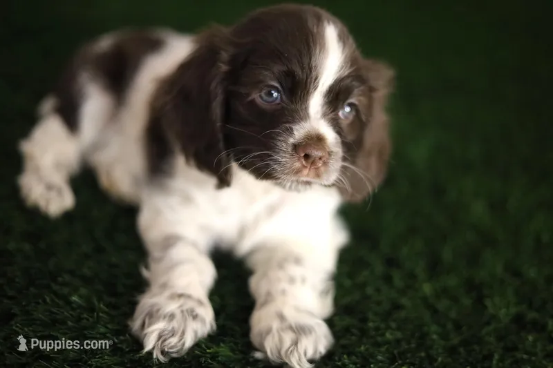 Lady – Cocker Spaniel puppy for sale in Bakersfield, CA