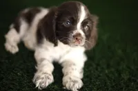 Lady, a female Cocker Spaniel for sale in Bakersfield, CA – 1 of 5