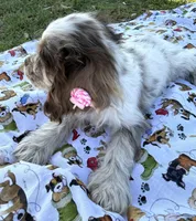 Abby, a female Cocker Spaniel for sale in Bakersfield, CA – 3 of 5