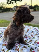 Bear, a male Cocker Spaniel for sale in Bakersfield, CA – 5 of 6