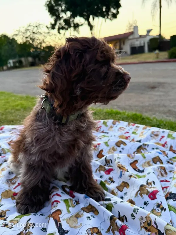 Bear – Cocker Spaniel puppy for sale in Bakersfield, CA
