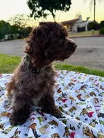 Bear, a male Cocker Spaniel for sale in Bakersfield, CA – 1 of 6