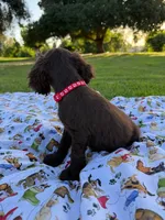 Charlie , a male Cocker Spaniel for sale in Bakersfield, CA – 4 of 6